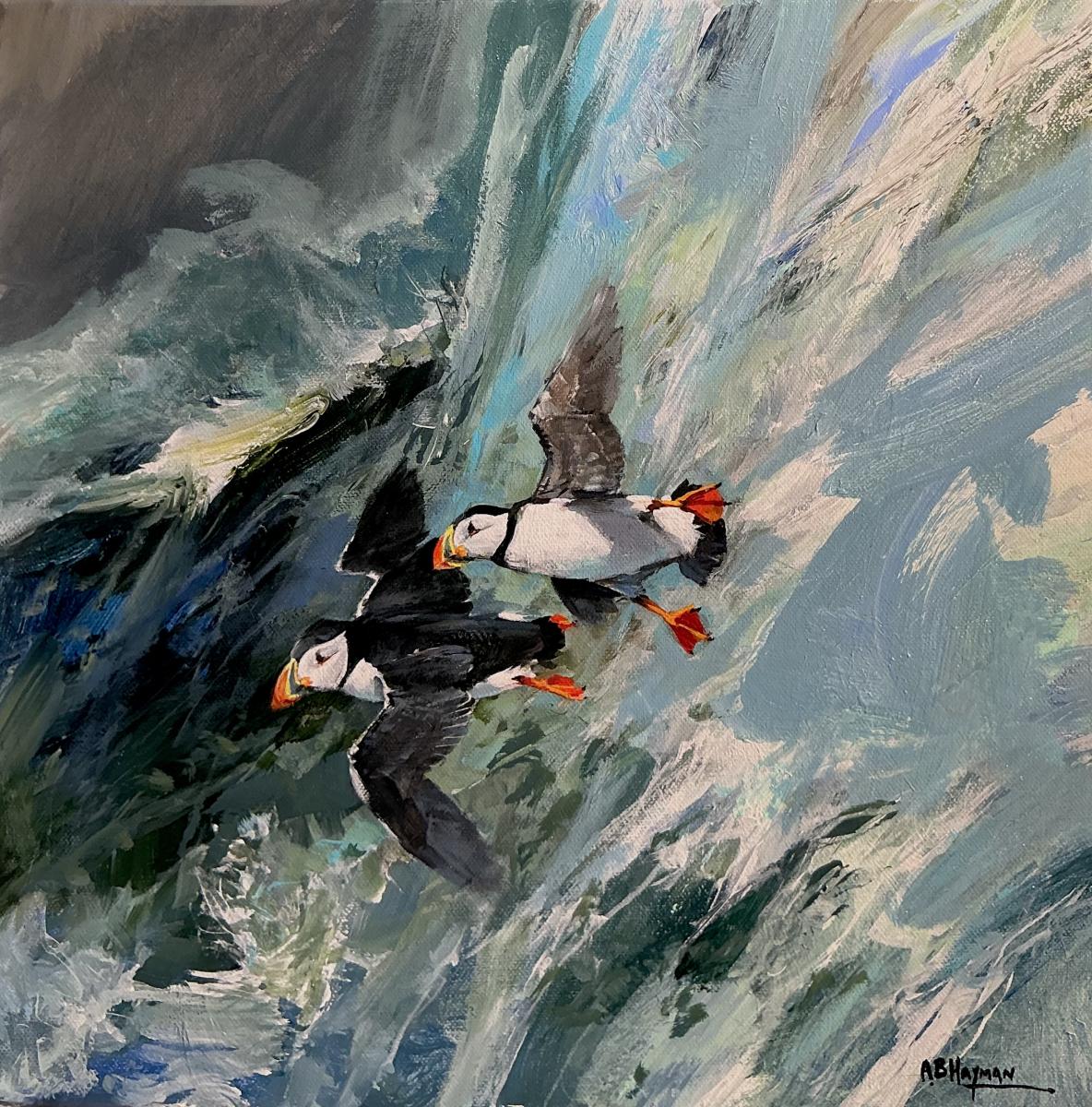 Puffins 6