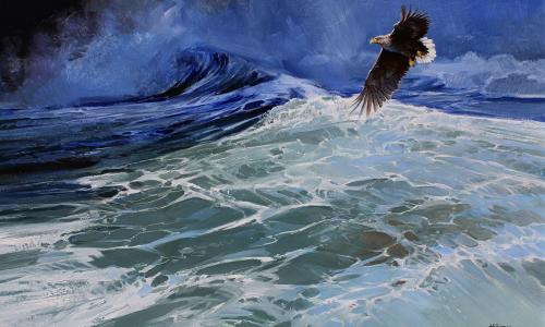 Sea Eagle - Alan B Hayman