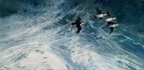 Puffins 7